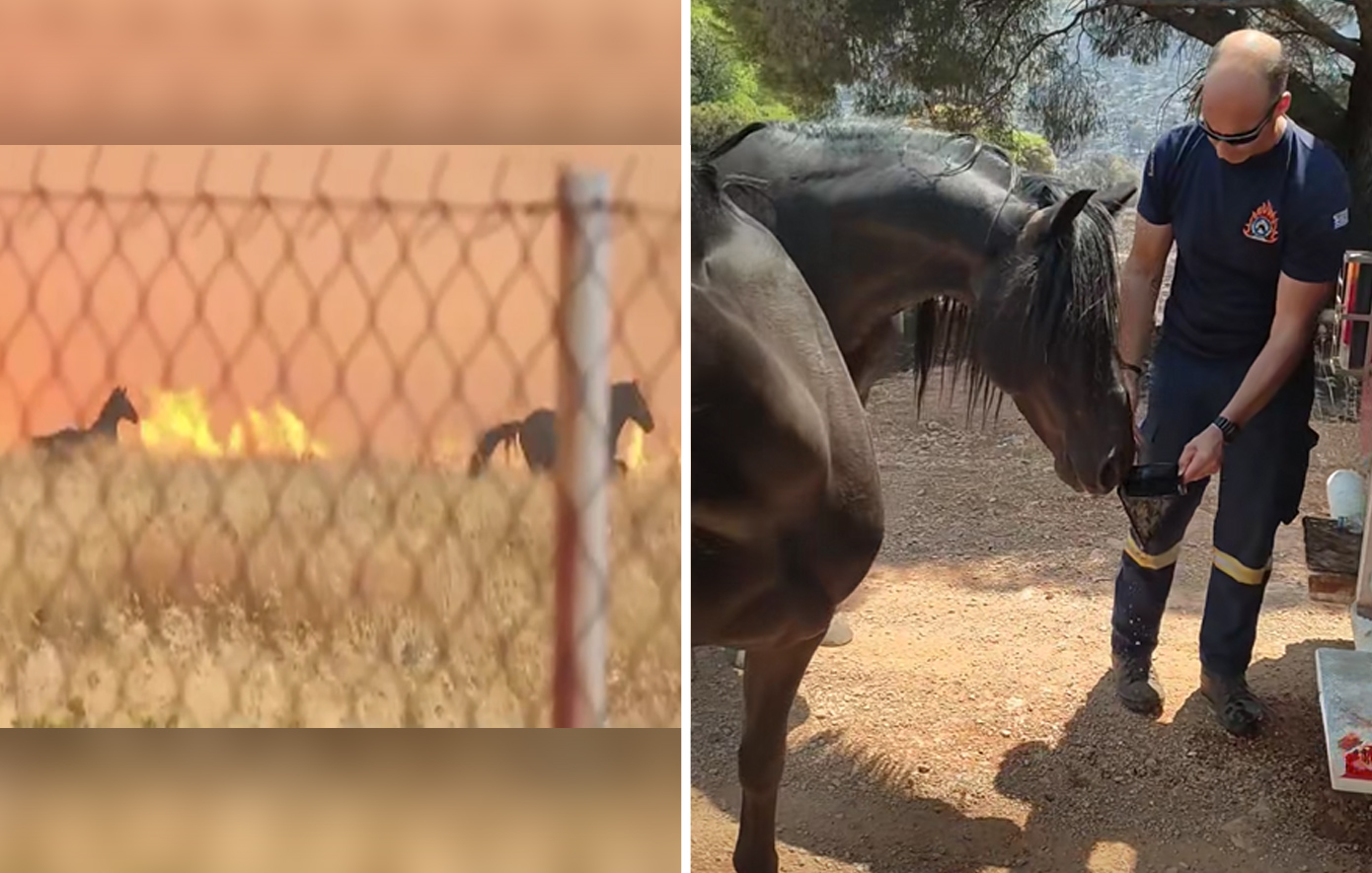 Τα άλογα που έτρεχαν να σωθούν από τις φλόγες στα Μέγαρα βρέθηκαν &#8211; Το συγκινητικό βίντεο των πυροσβεστών να τα φροντίζουν