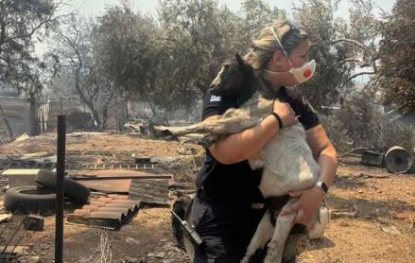 «Όταν το καθήκον συναντά την ανθρωπιά»: Η υπενθύμιση της ΕΛ.ΑΣ. ότι κάθε ζωή μετράει και στις φωτιές