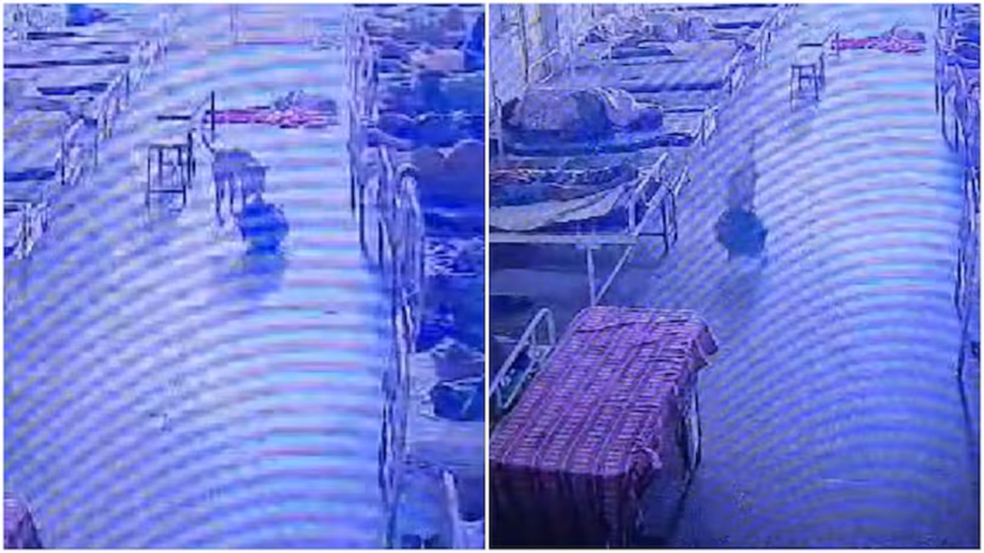 Σκύλος έκλεψε τσάντα με κοσμήματα χιλιάδων ευρώ για… μερικά μπισκότα – Τον «πρόδωσε» η κάμερα