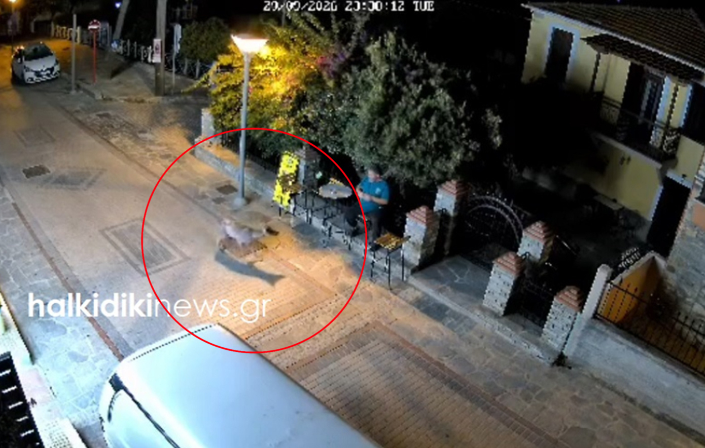 Λύκος περιφερόταν στη Χαλκιδική και τρόμαξε μόλις είδε άνθρωπο &#8211; Βίντεο