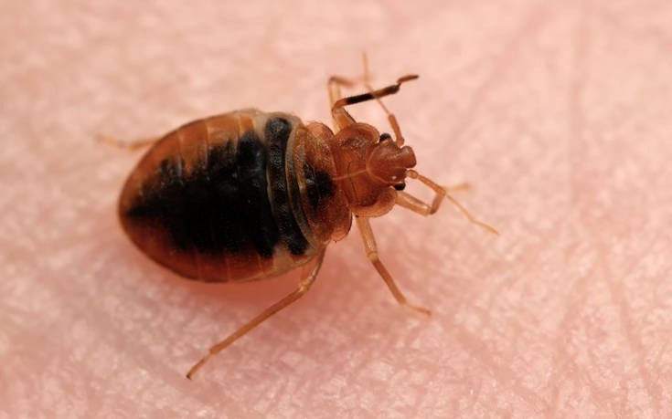 After the bed bug hysteria in Paris, came the scams – How citizens were taken advantage of