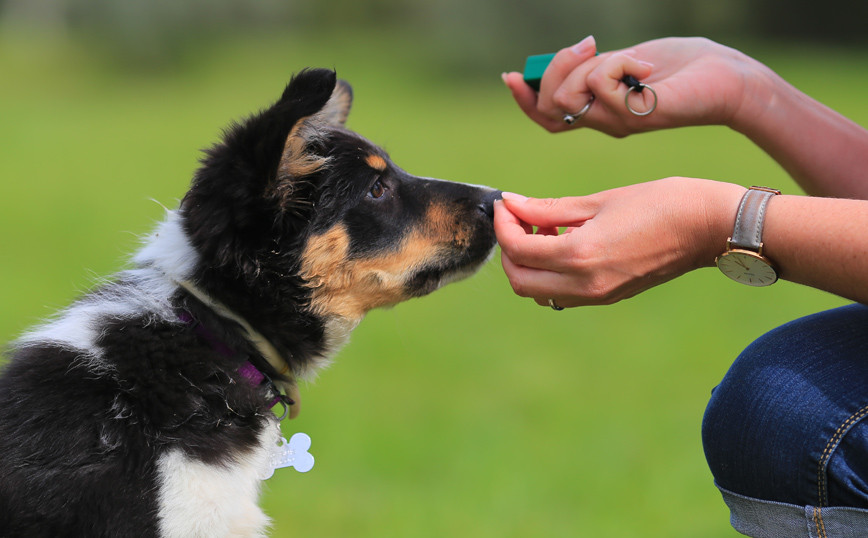 Σκύλοι μυρίζουν τον κορονοϊό - Newsbeast