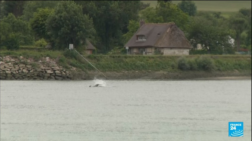 France : Opération de sauvetage d’un orque retrouvé sur la Seine