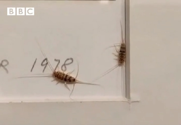 Iran: Museum closes after viral video of bugs in exhibits