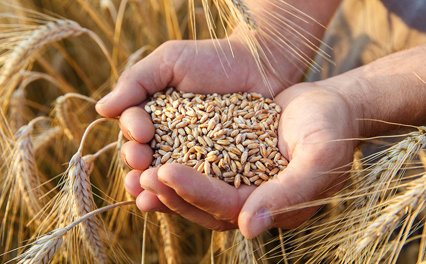 Kyiv refutes Putin’s claim that most grain exports go to EU countries