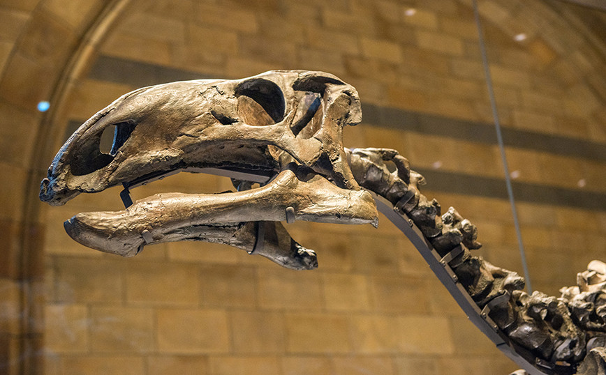 France: Dinosaur skeleton auctioned for half a million euros