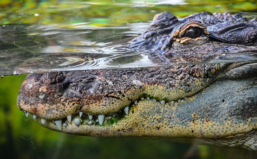 Costa Rica: Crocodile mauled 8-year-old in front of his parents
