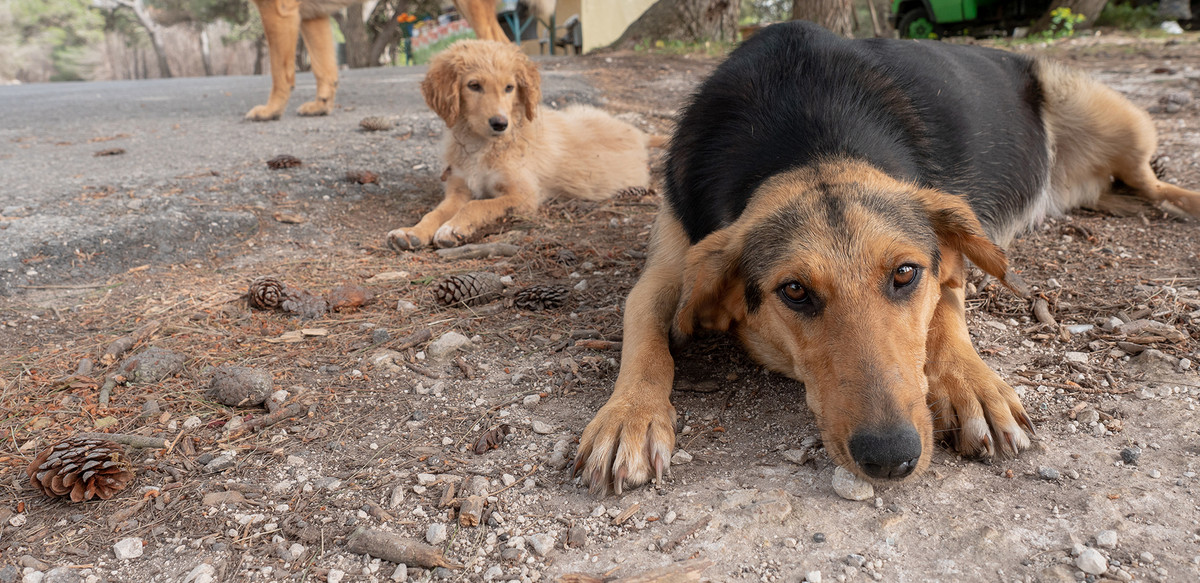 Greece is full of stray dogs: 70,000 abandoned in the mountains and 3 million in the whole country.