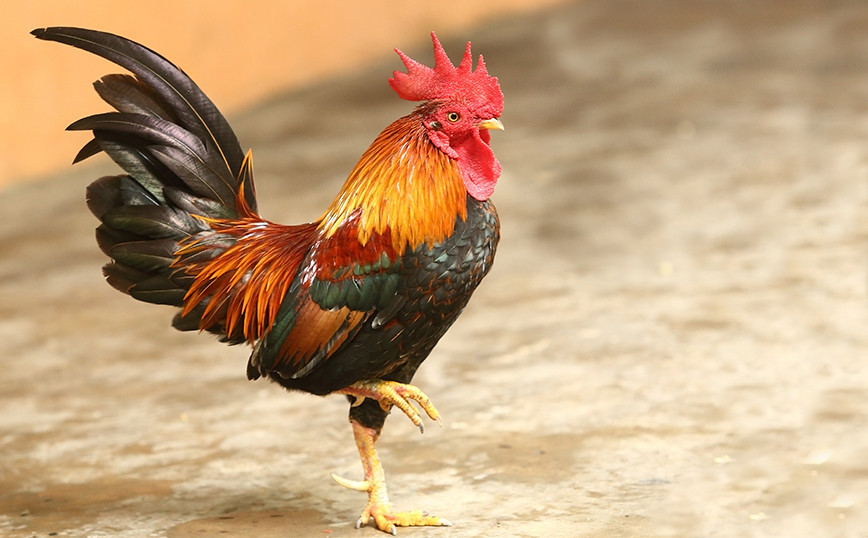 Crime in Ireland with a rooster abuser: Man dies after attack