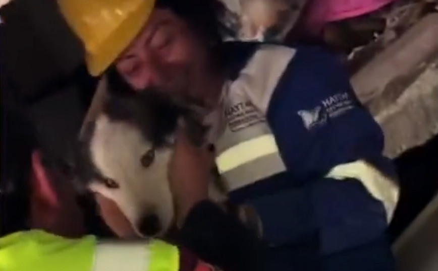 Earthquake in Turkey: Alex, the large dog pulled alive from the rubble after 23 days – Watch video