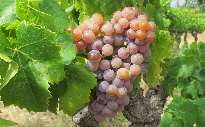 The origin of wine is shed light: Vines began to be cultivated 11,000 years ago