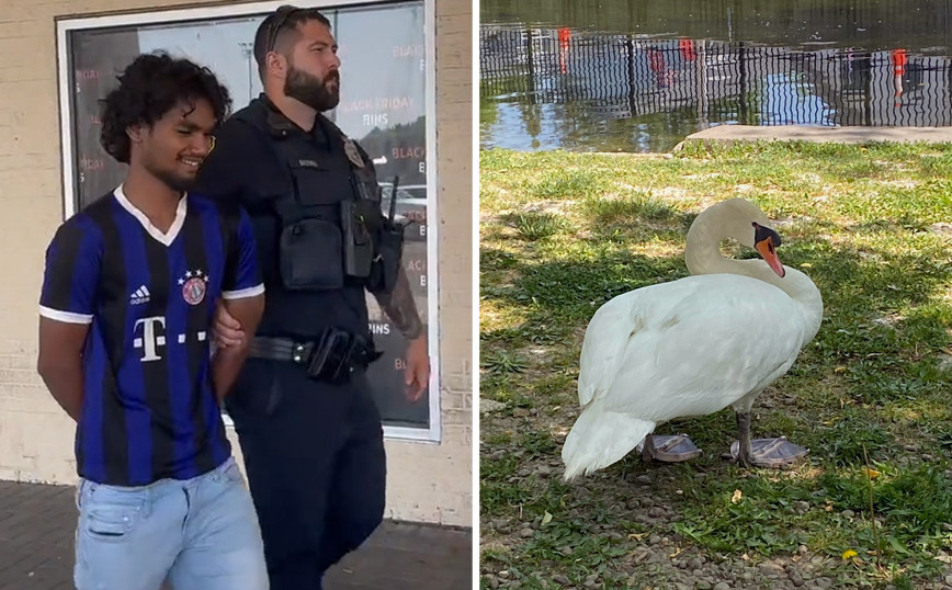 Teens Cook New York’s Favorite Swan and Eat It – Grabbed All 4 of Its Children