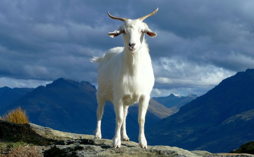 Rampant goat in Spain throws tourist off cliff, injures two others