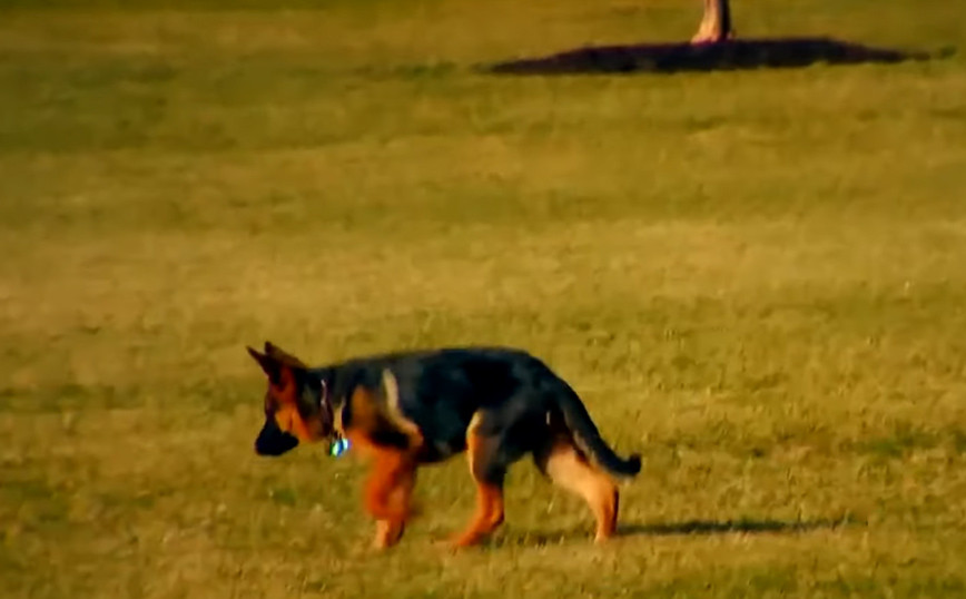 The Bidens’ dog to be evicted from the White House – It bit a secret agent