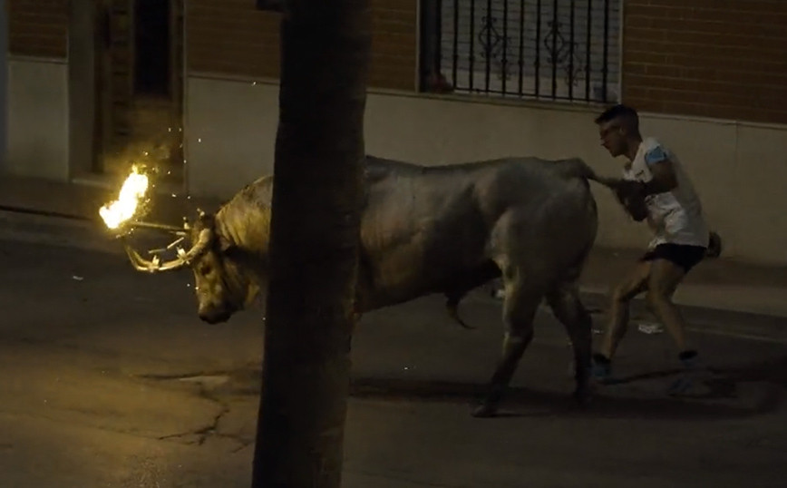 Disgust at bull torture in Spain – Fires lit on its horns and dragged down the street