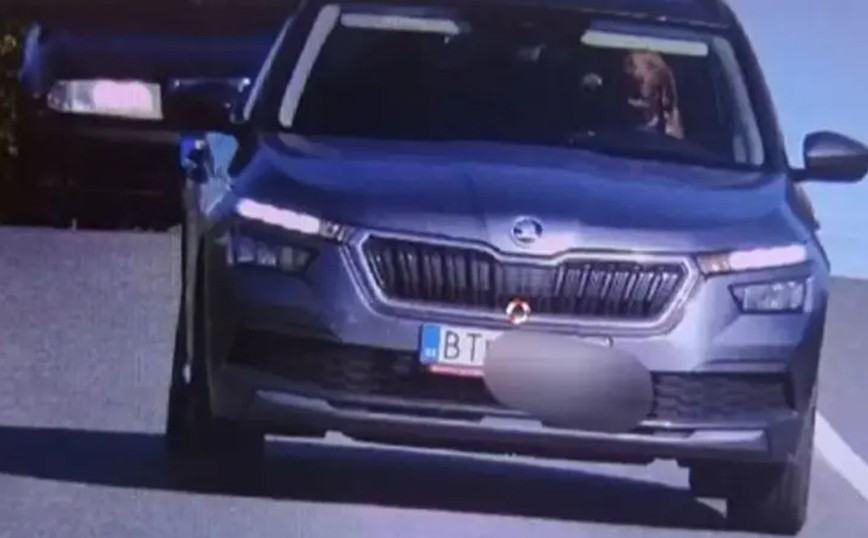 Traffic camera “fights” dog behind the wheel in Slovakia – “Sir dog you exceeded the speed limit”