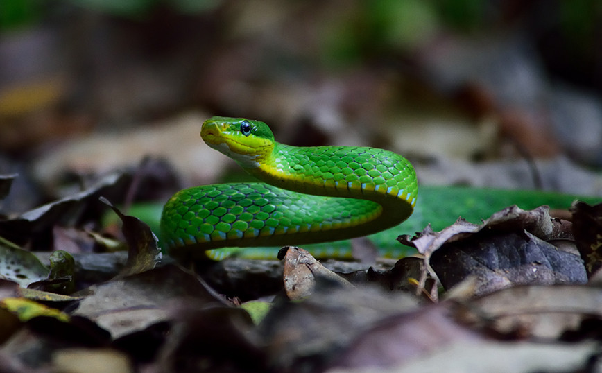 A poisonous green mamba has hit the road in the southern Dutch city of Tilburg
