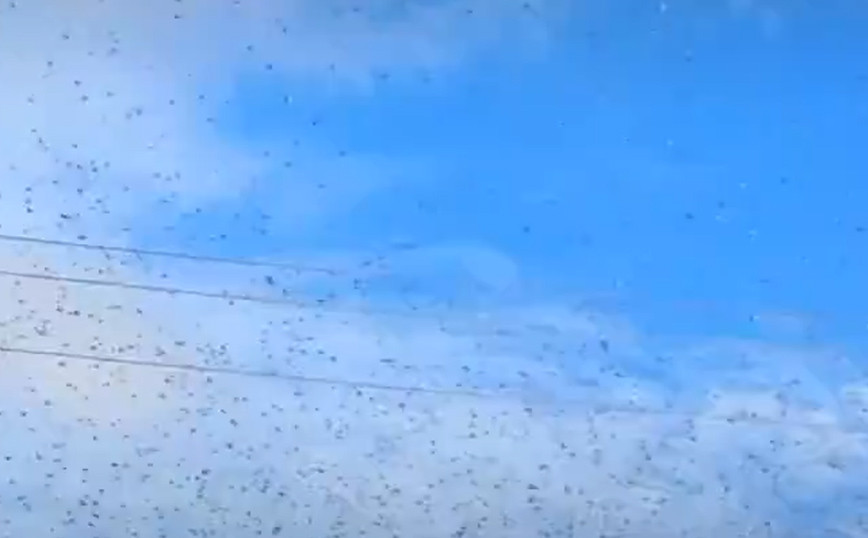 Horrifying images of locusts in the sky in a region of Mexico – ‘I will not open my mouth again’