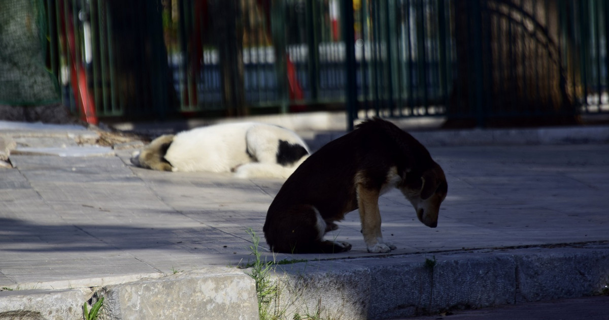 Trump's potential vice presidential candidate shot and killed a dog … unfit for training Trump's potential vice presidential candidate shot and killed a dog … unfit for training