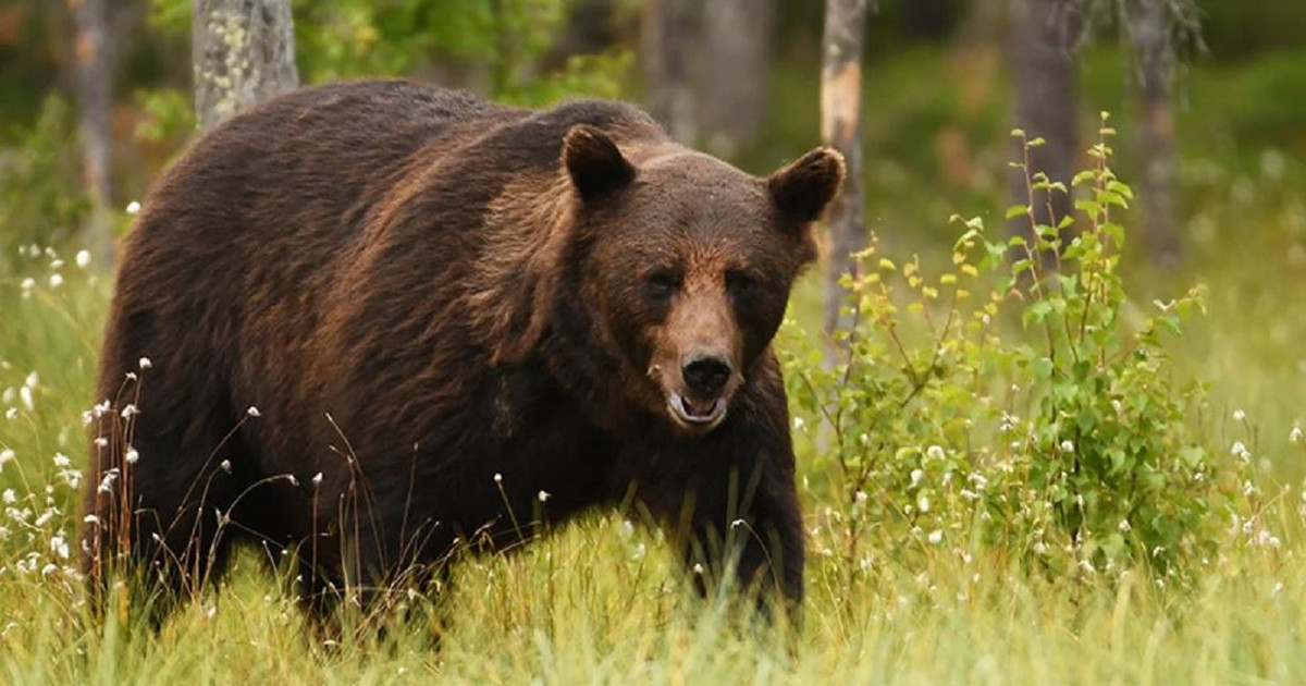 Slovak town in state of emergency due to bear attack: Five injured, including a child