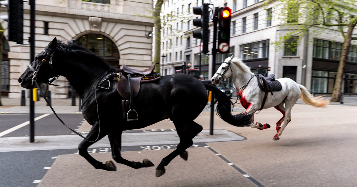 In serious condition two of the horses that galloped freely causing chaos on the streets of London