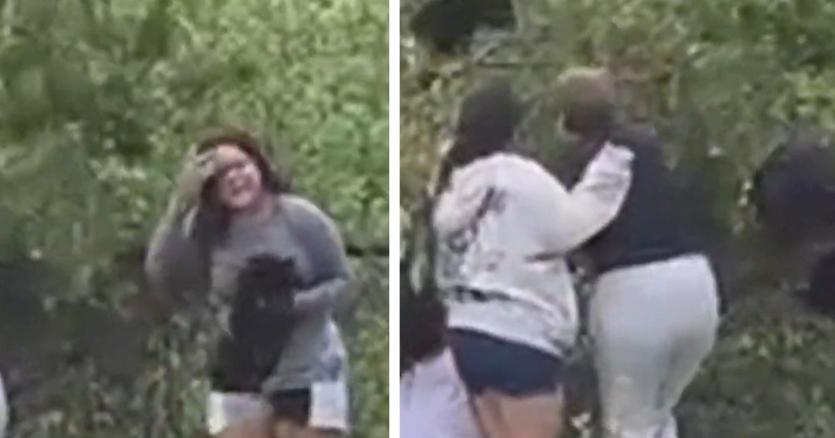 Group of people lowered terrified teddy bears from a tree for a selfie Group of people lowered terrified teddy bears from a tree for a selfie