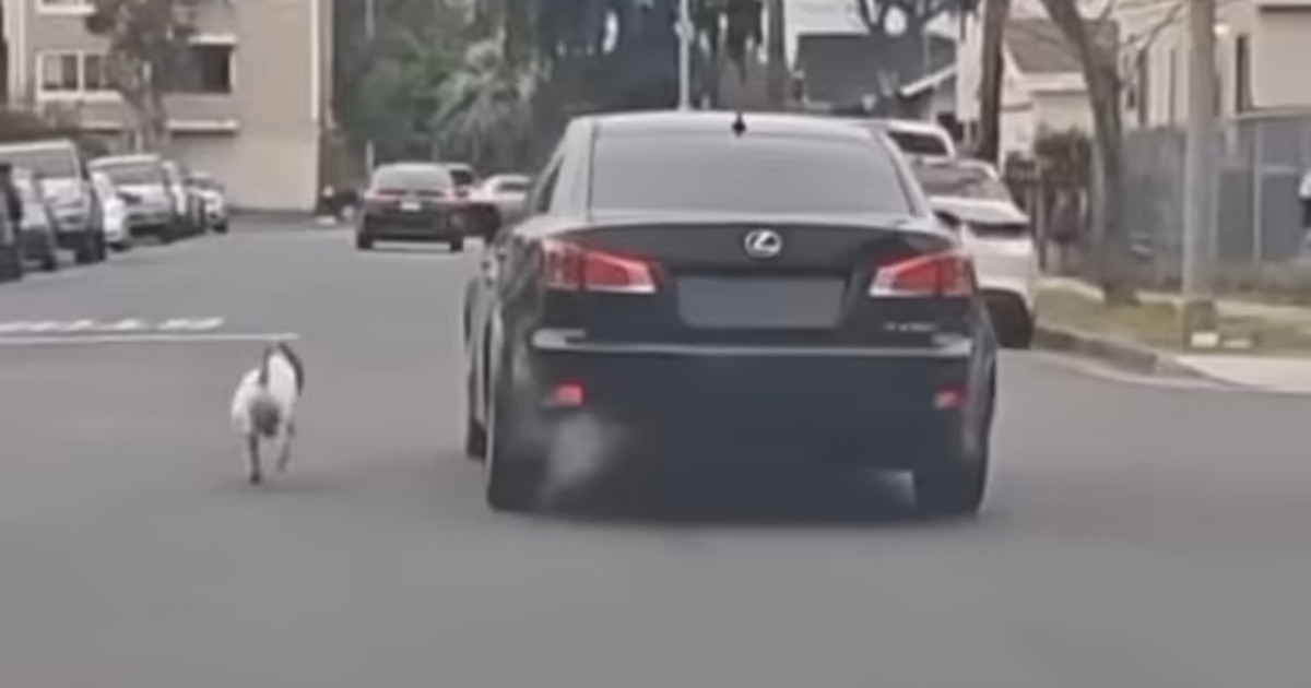 Heartbreaking video: Dog chases his owner's car who just abandoned him Heartbreaking video: Dog chases his owner's car who just abandoned him