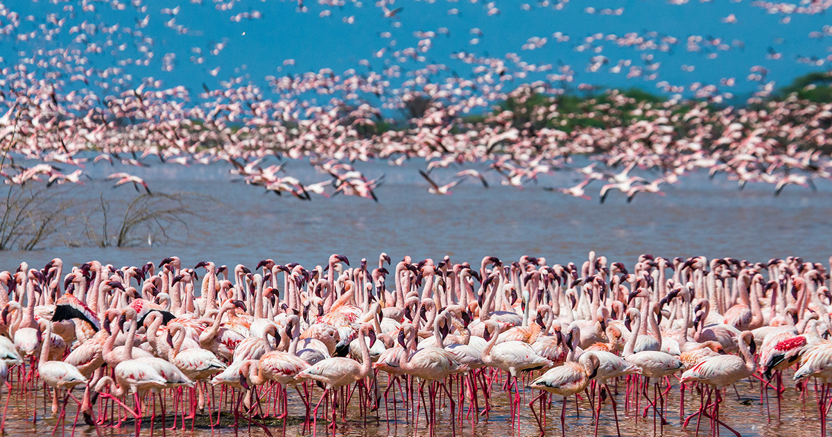 Dozens of pink flamingos in India have been killed in a plane crash