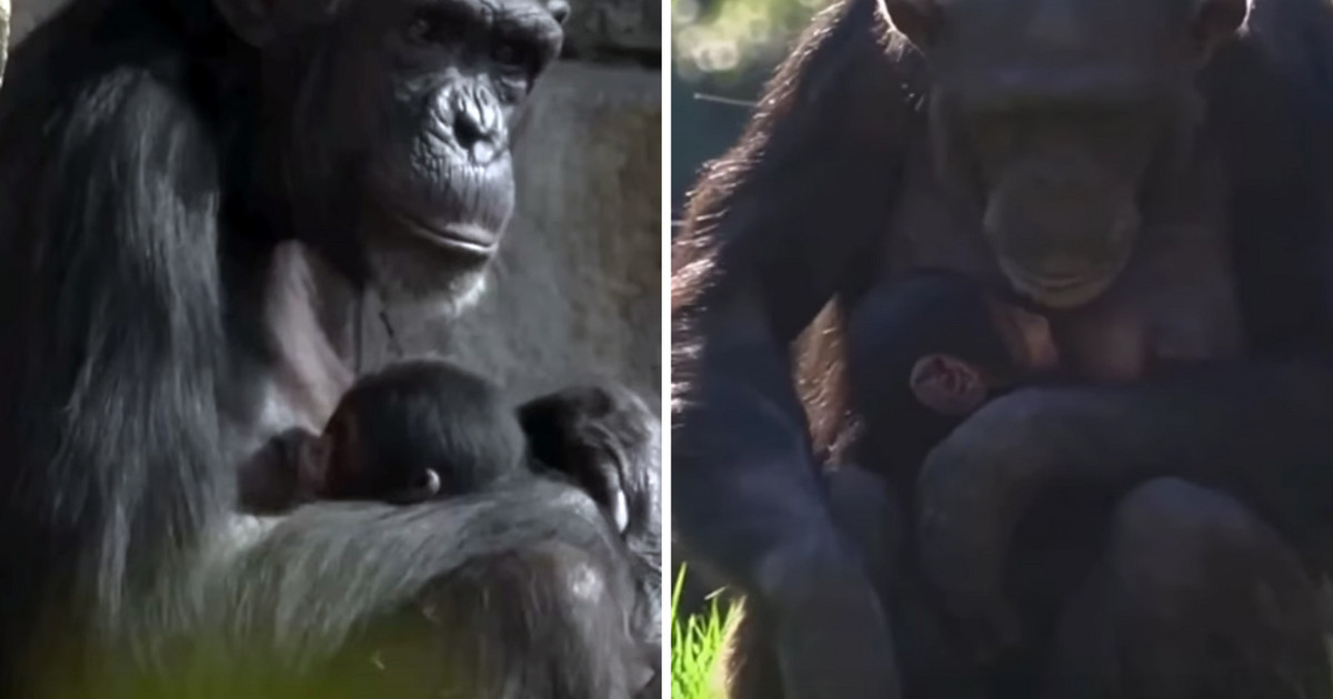 Mom chimpanzee at Valencia zoo mourns the loss of her baby and carries it dead in her arms for months