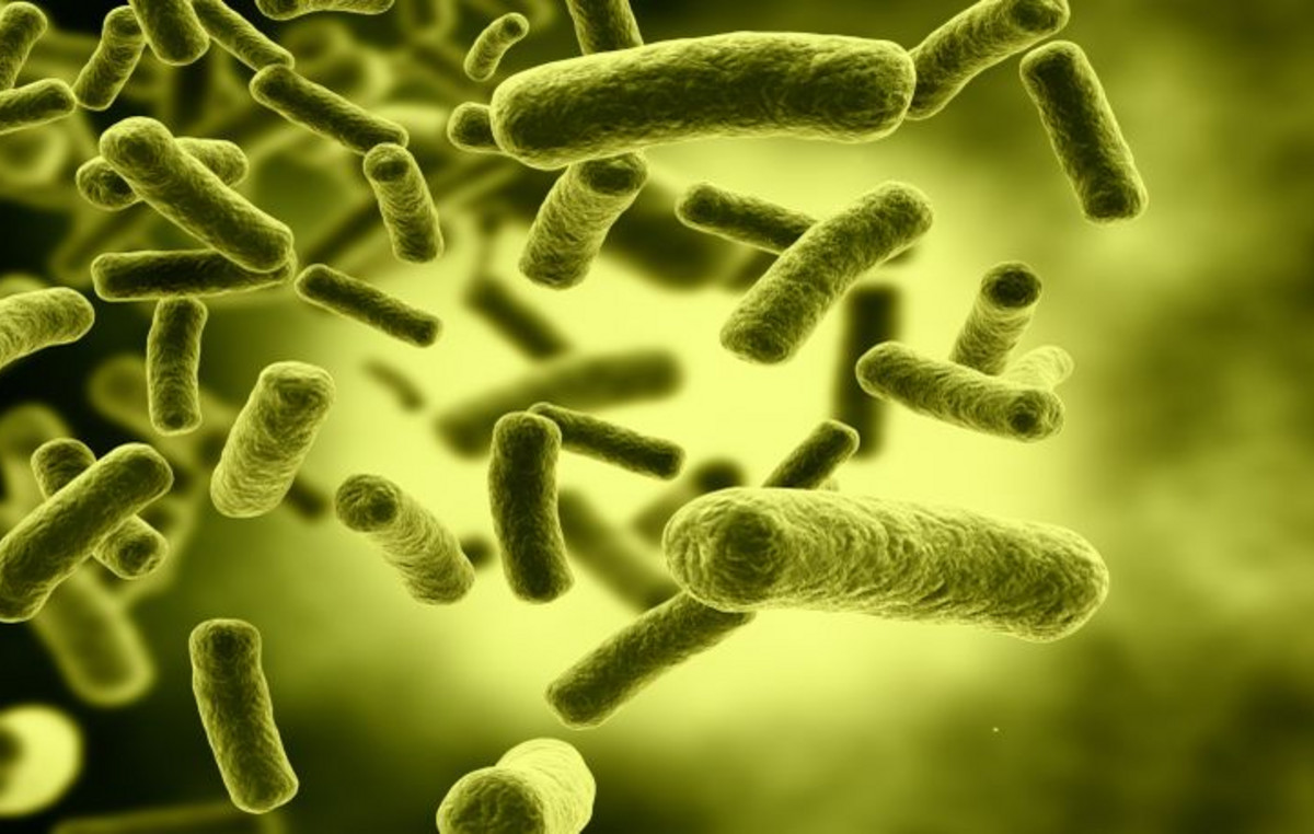 Belgium: Four seniors died after being offended by E.coli bacterium in retirement homes – 20 people in total