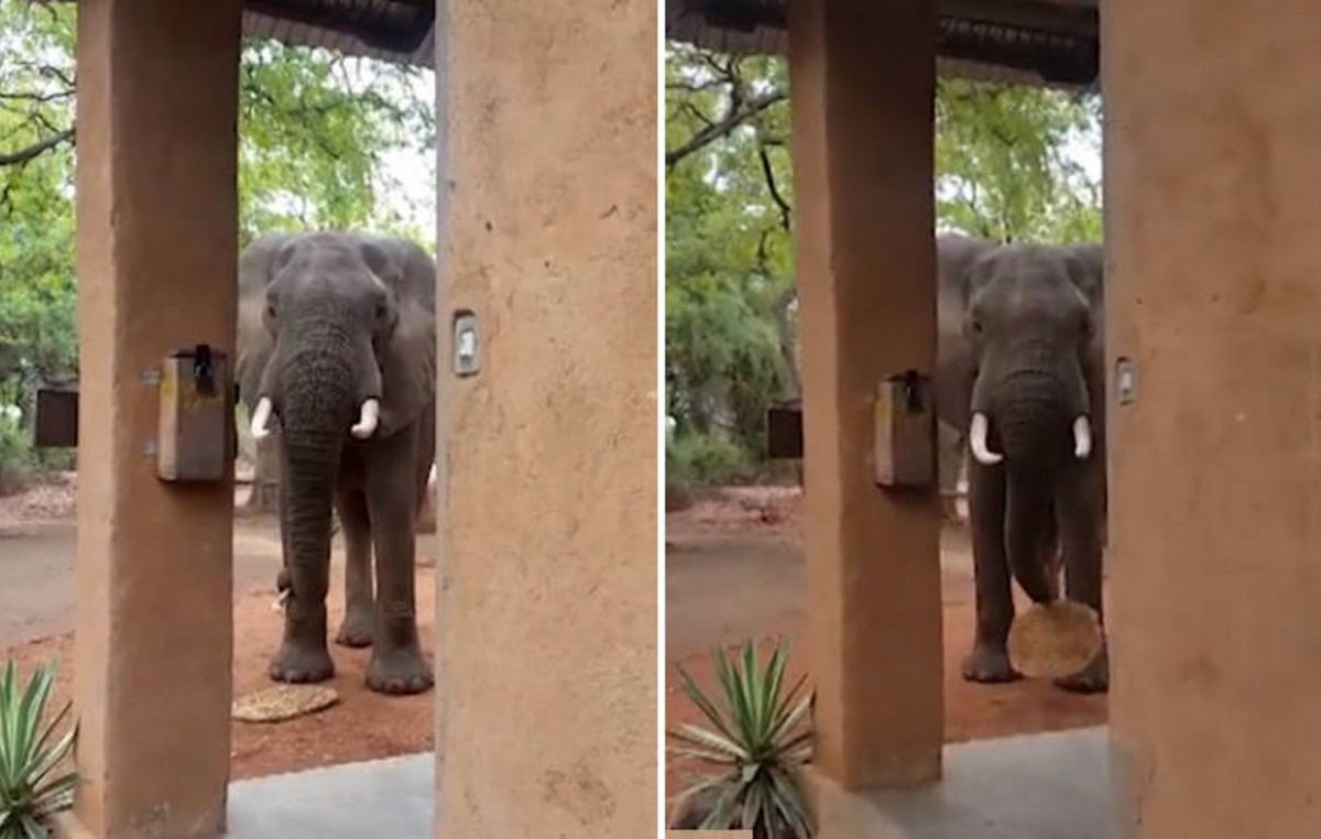 Άτακτος ελέφαντας πιάστηκε να κλέβει το… πατάκι - Newsbeast