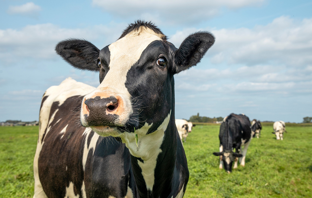 Farmer raped his wife, minor daughter and a cow – forced his partner to attend other vents with calves