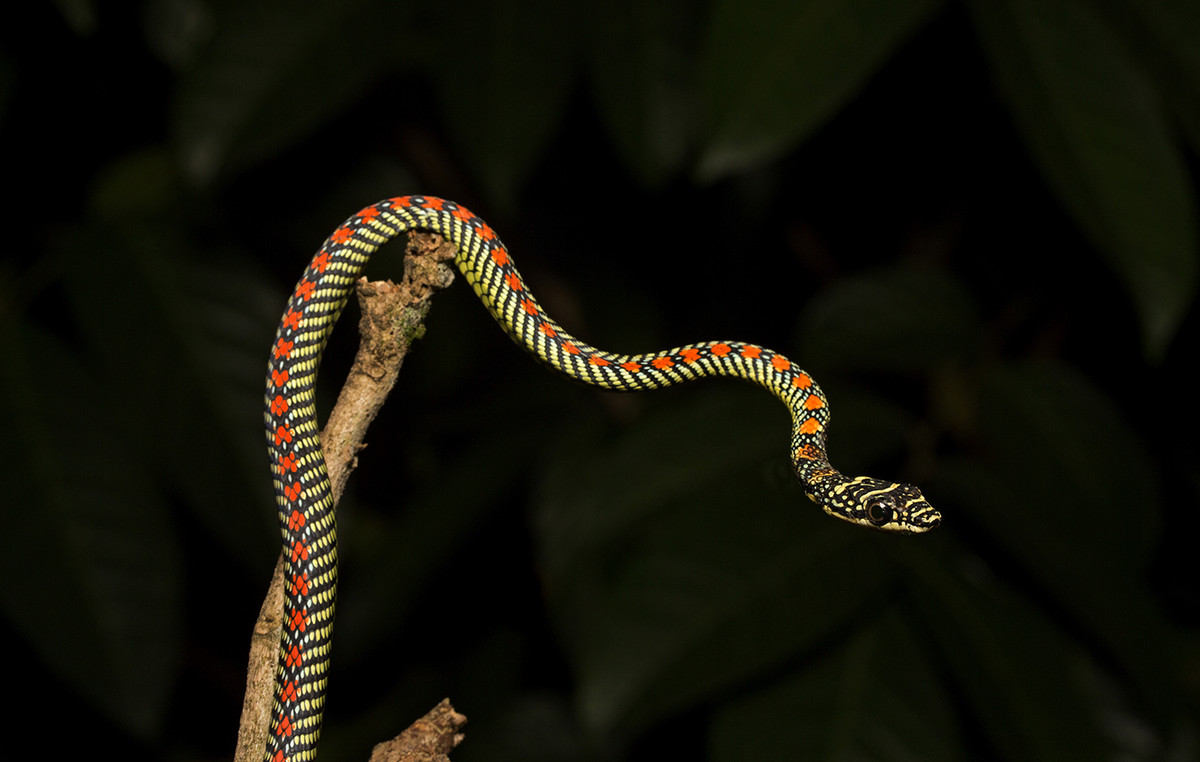 Dozens of live snakes were seized by Indian authorities by passenger returning from Thailand