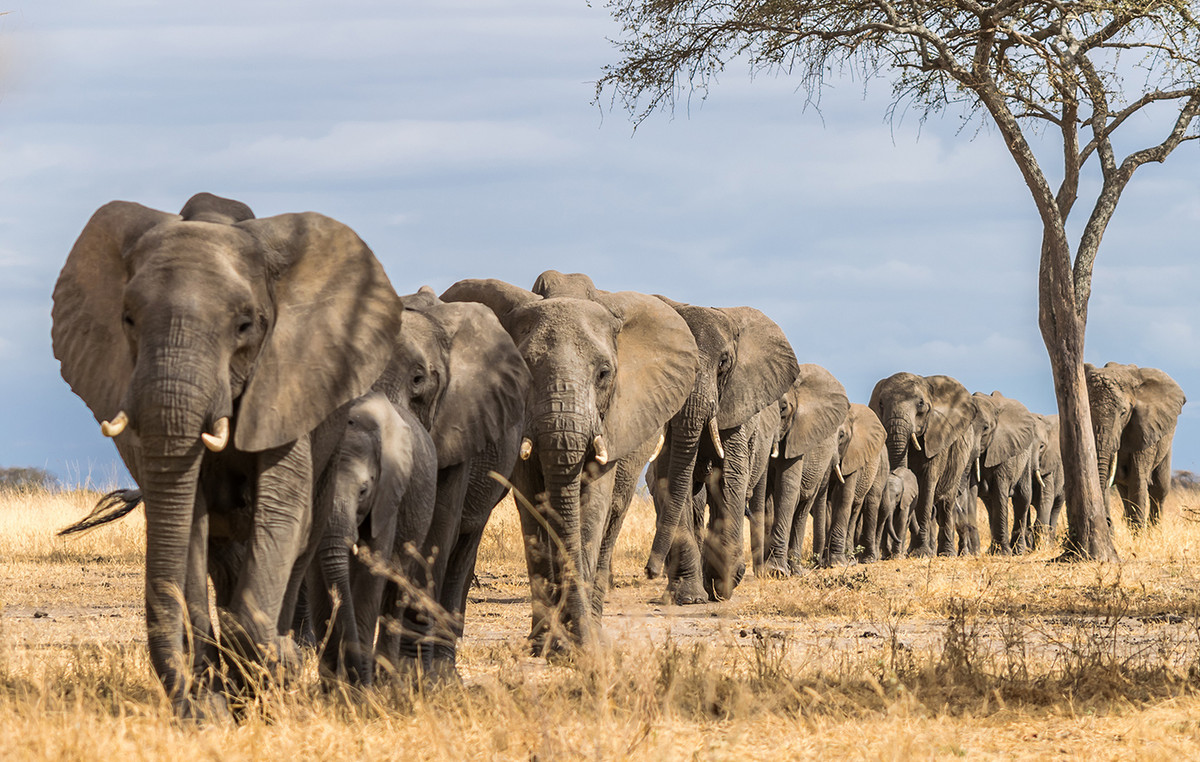 Fifty “supernatural” elephants will be slaughtered in a natural Park of Zimbabwe