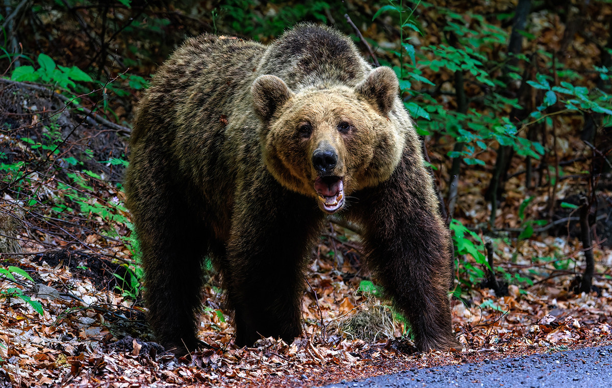 “State Slaughterhouse”: Reactions to Slovakia’s decision to approve the sale of bear meat