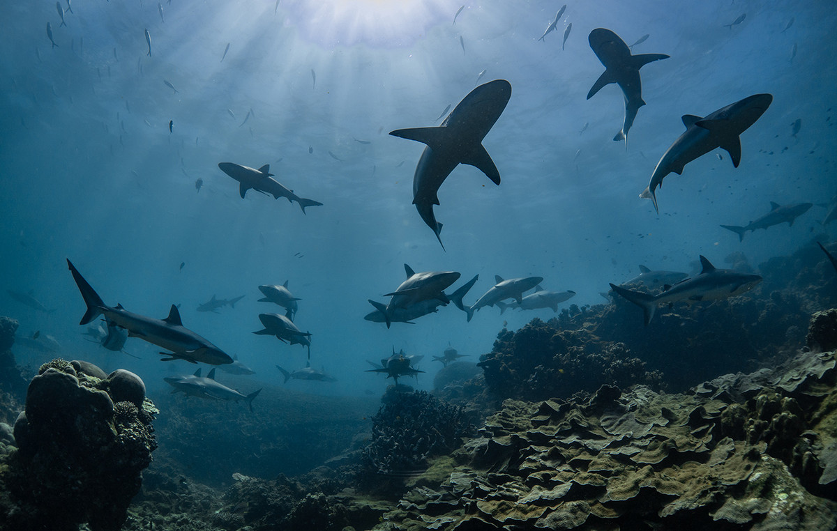 Sharks and octopuses between 200 species dying from toxic algae