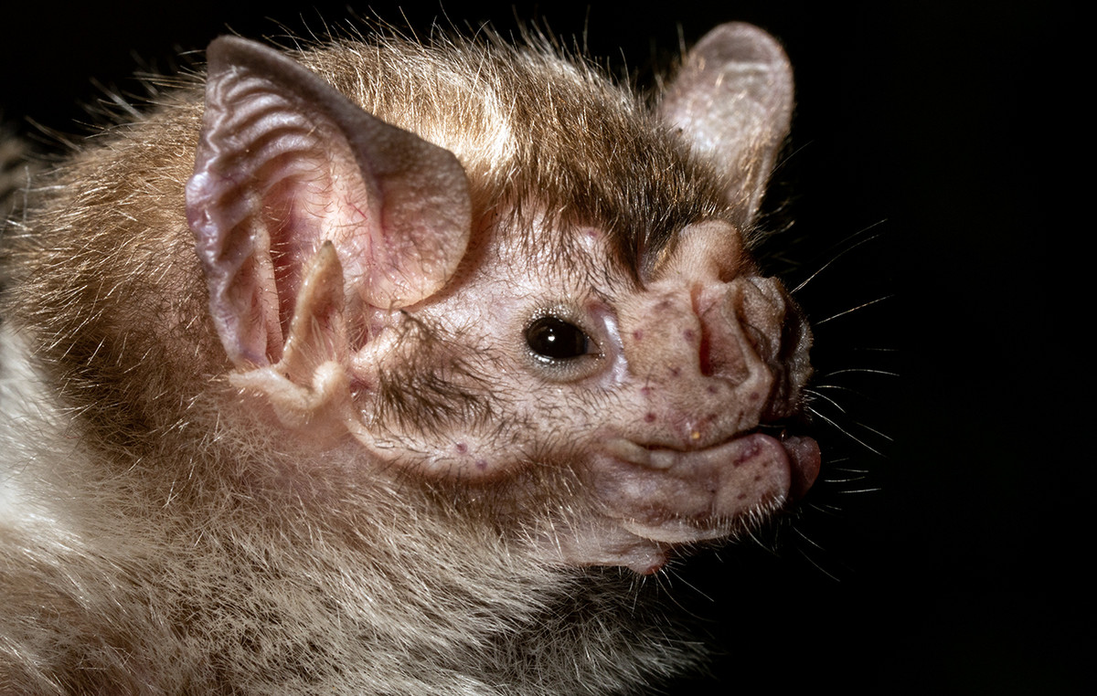Young viruses were discovered in bats’ kidneys in Chinese province Yunnan