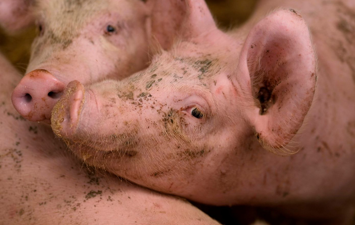 China cancels orders of 12,000 tonnes of American pork meat – new retaliation in the US Commercial War