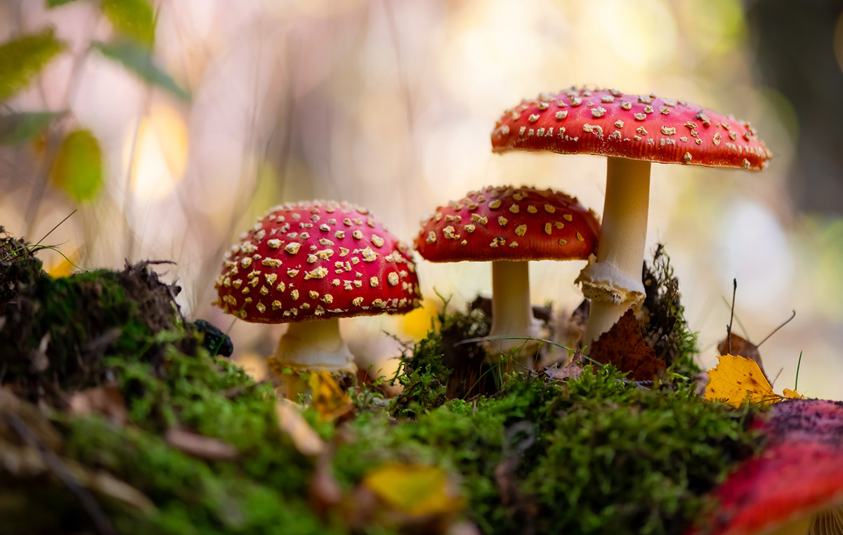 The woman who has been calling her husband’s soy with poisonous mushrooms – the trial begins