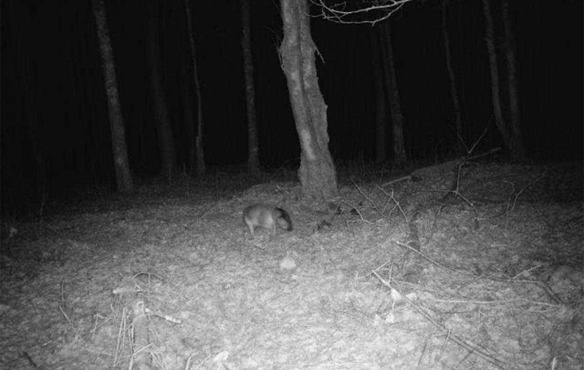 Mystery with “headless” creature – the explanation that solved the puzzle