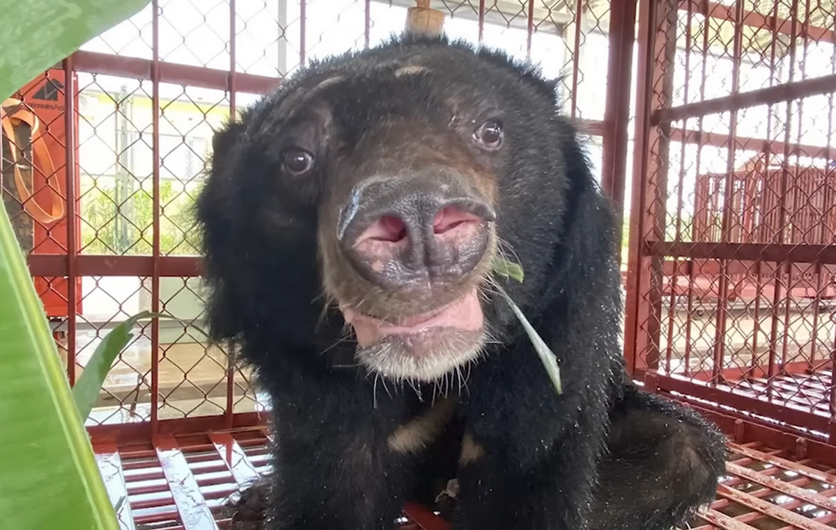 The Holly Biliary Industry Horror: Two bears are preserved after 20 years of captivity on illegal farm in Vietnam
