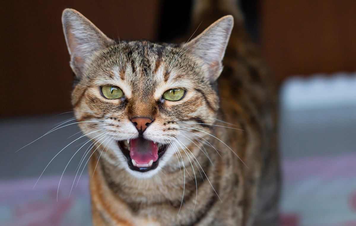 He threw three arrows on his mother’s head because he observed his cat – “I got them on the skull”