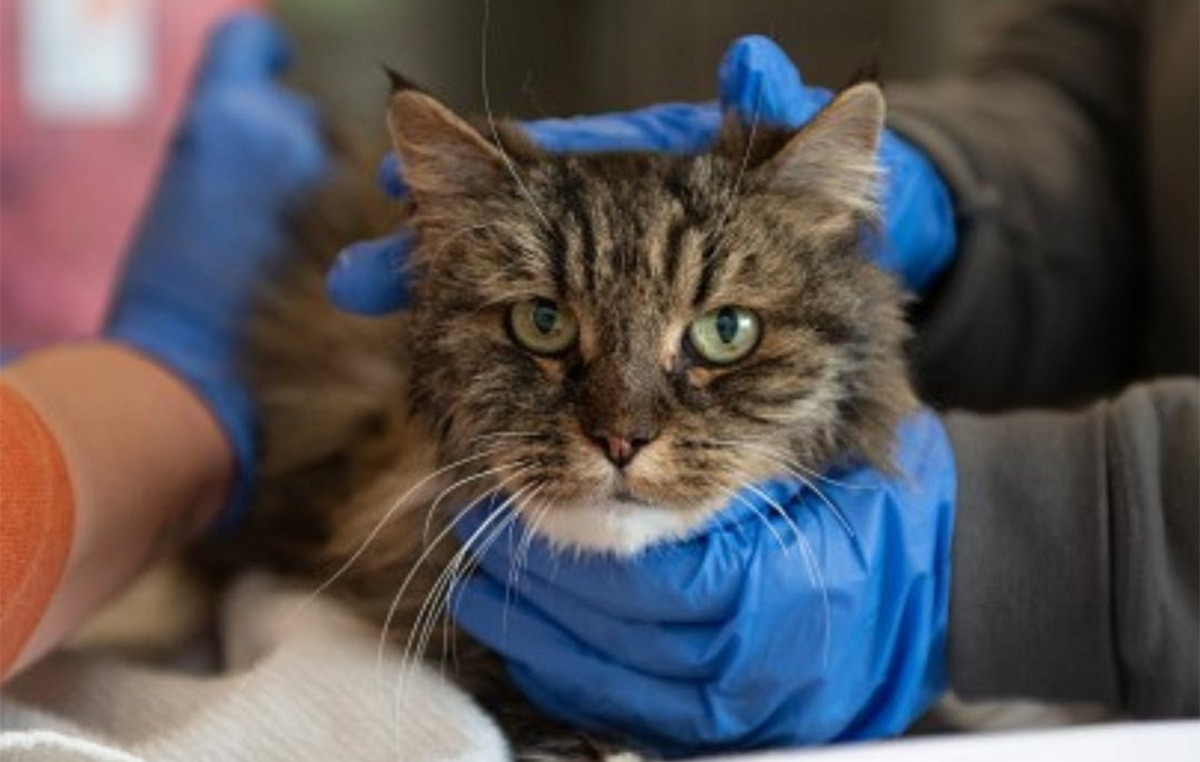 Cat survived by falling in a 115 -meter canyon – killed the couple
