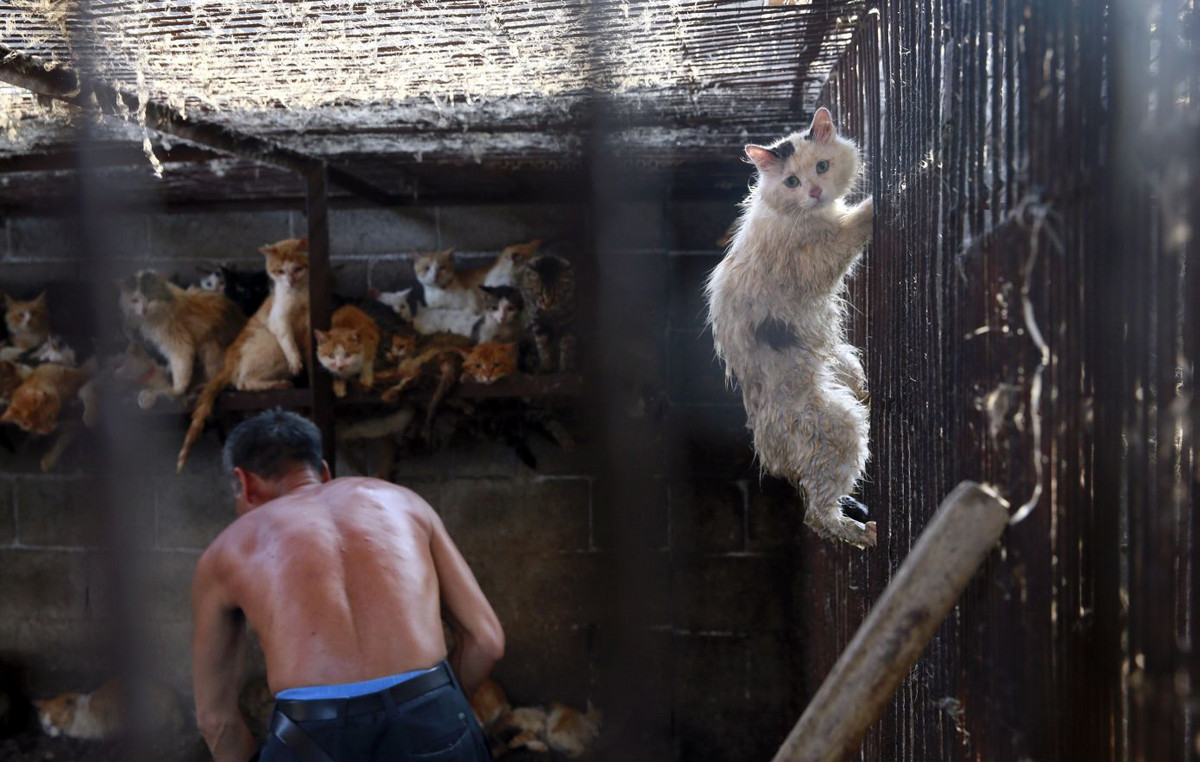 ‘The fetish that kills’: they pay to watch cats to torture videos – activists on secret missions
