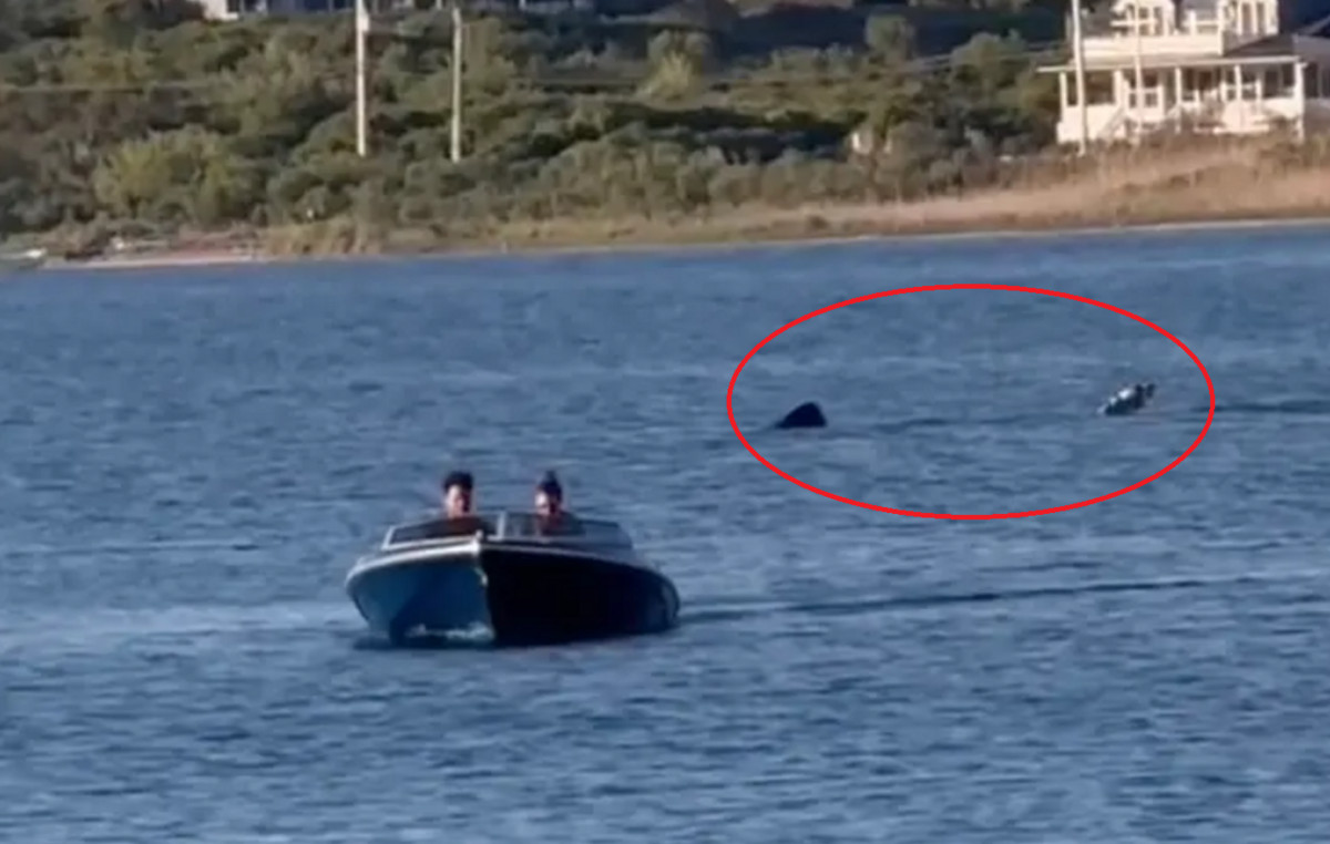 6 meters shark was seen in a popular summer destination – he took a small boat on the ground without realizing him