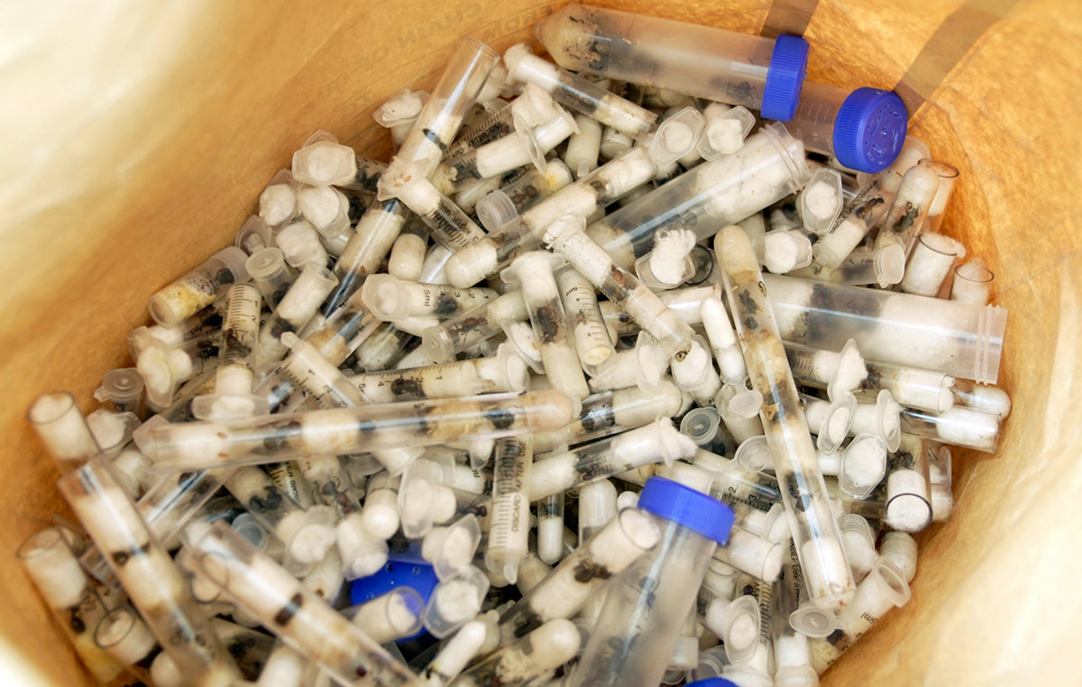 Court of Kenya sentenced four people to smuggling 5 thousand ants