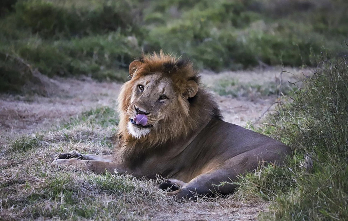 Horror in Iraq: Lion killed his 50 -year -old owner a few days after purchase