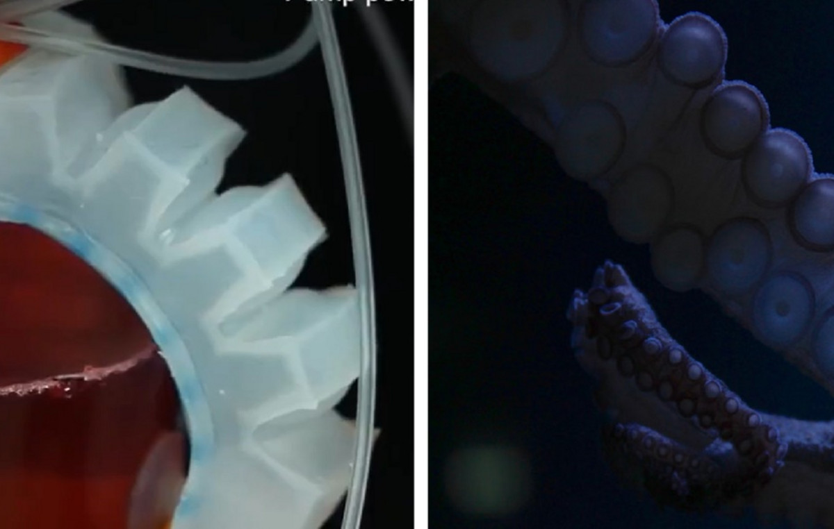 Octopus -inspired robot can autonomously decide how to keep objects accurately