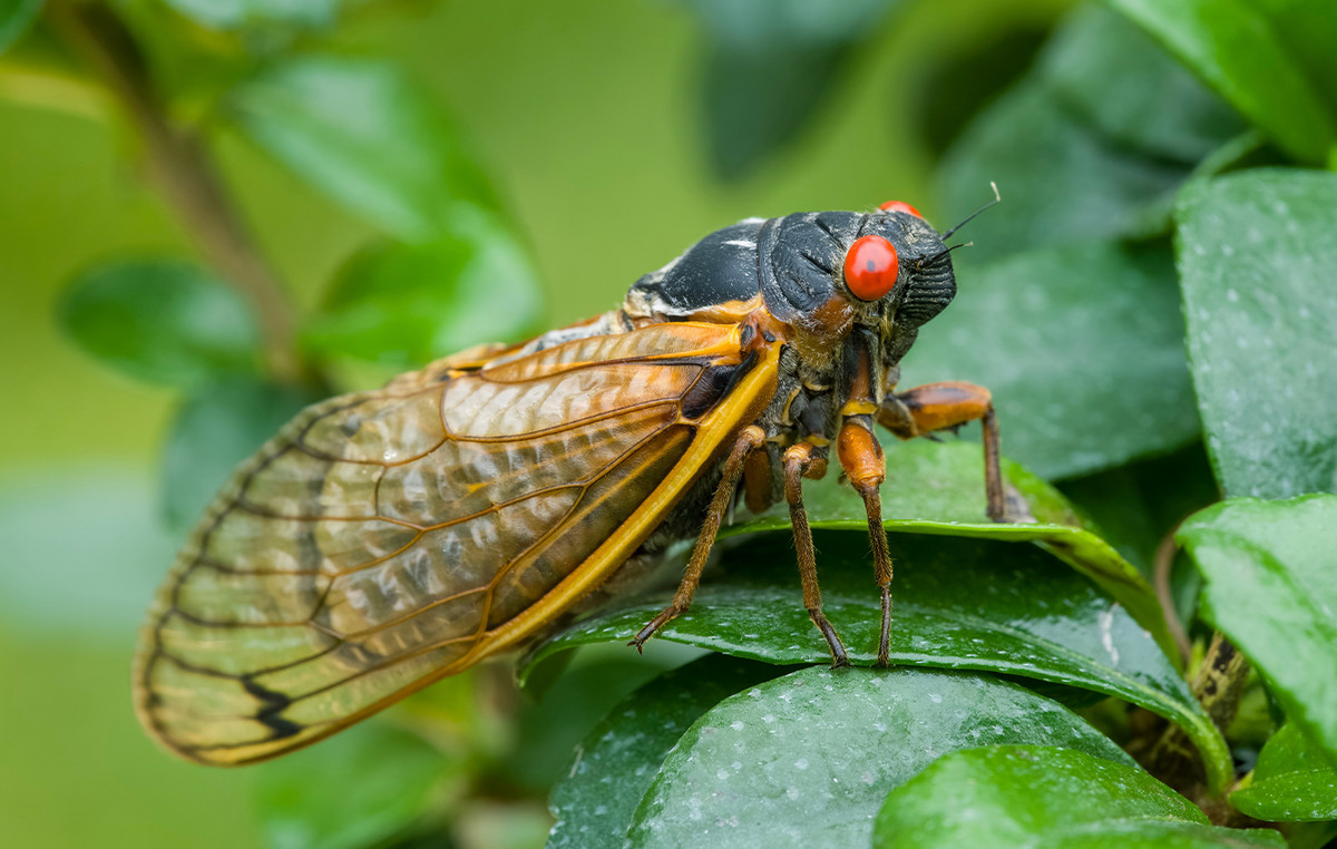 Fungus turns cicadas into a sex-goni-zombie, reproduced to death