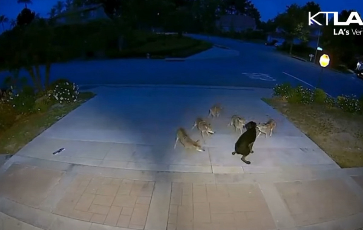 The incredible moment that a courageous dog “puts them” with a herd of a coyote and wins – see video The incredible moment that a courageous dog “puts them” with a herd of a coyote and wins – see video